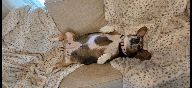 But loves belly rubs