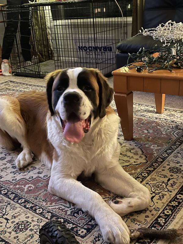 Royal canin for saint clearance bernard