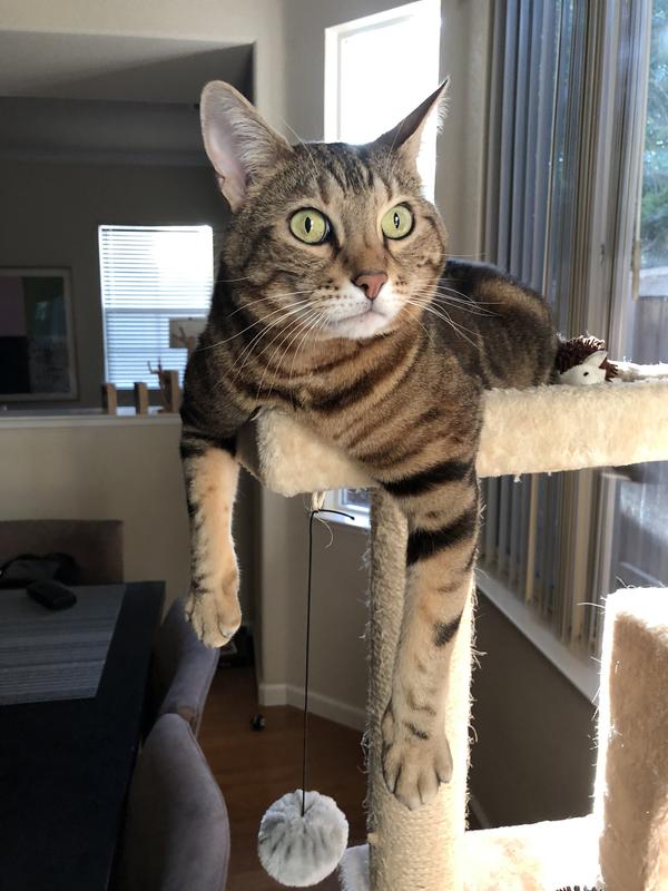 Royal canin bengal review hotsell