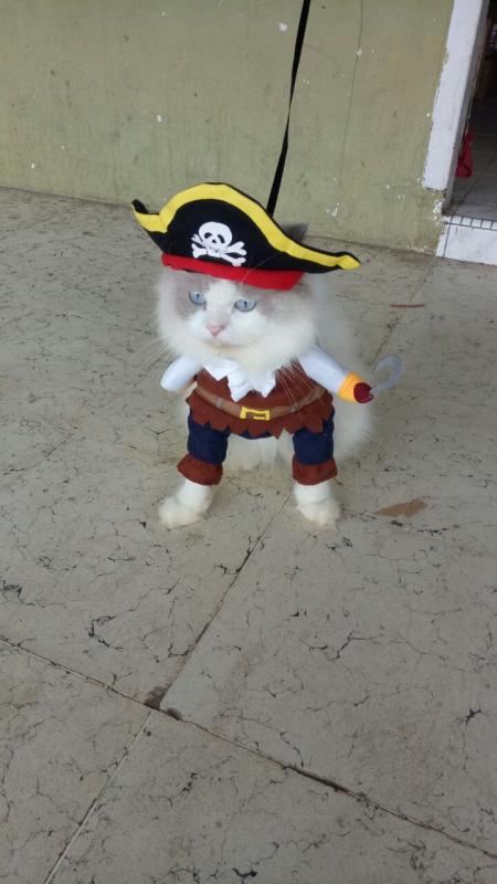 New job between pirate or security