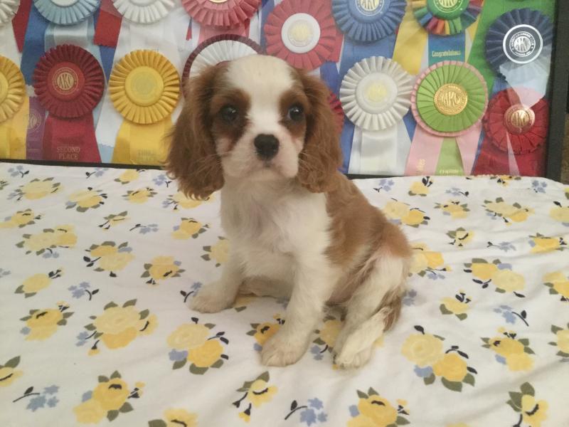 Royal canin king charles best sale cavalier puppy