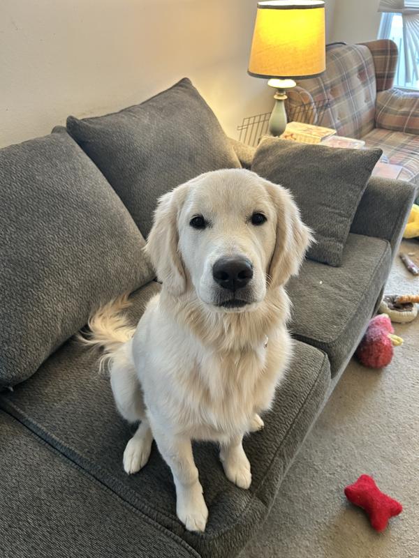 Golden Retriever Adult Dry Dog Food Royal Canin US