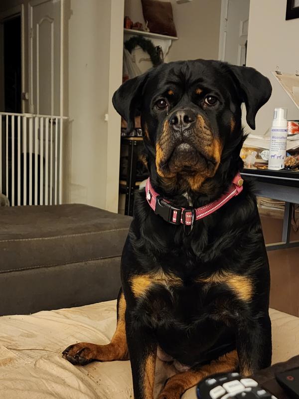 CANIN LOW FAT 2個セット(8本) た*じ様 CANIN LOW FAT 2個セット(8本