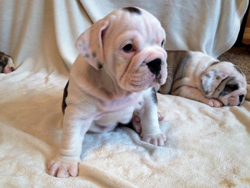 Royal canin dog hot sale food english bulldog