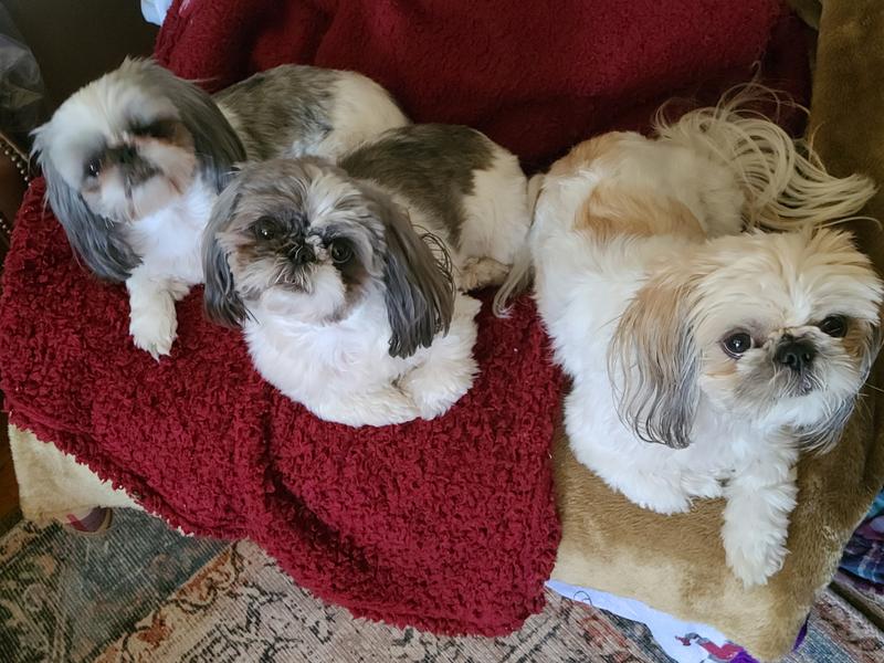 Shih Tzu  Royal Canin US