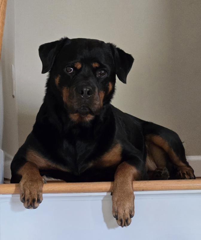 Rottweiler Puppy Dry Dog Food Royal Canin US
