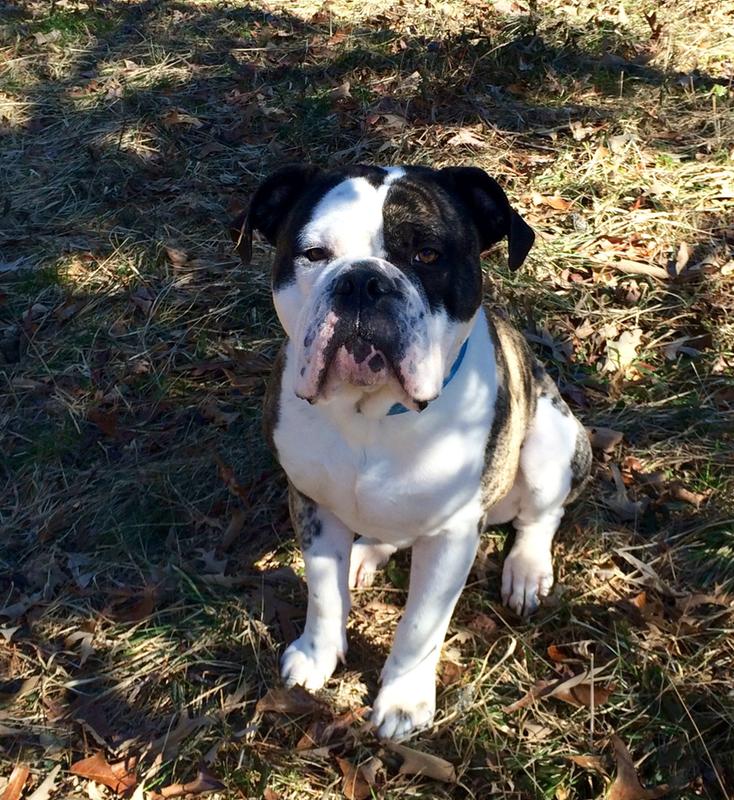 I am Edgar... and I have cystine kidney stones... But I am loving my new food and hopefully I won't need medication if the food continues to work!!