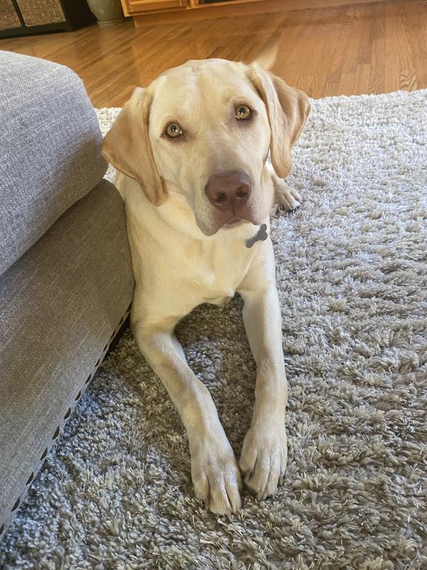 One happy and healthy Labrador retriever!