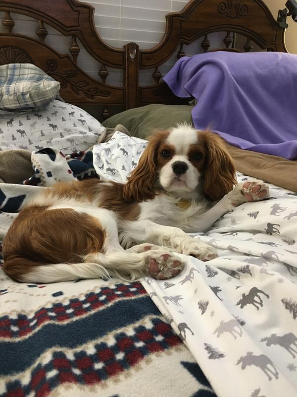 Cavalier King Charles Adult Dry Dog Food