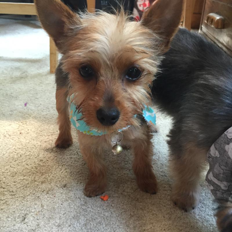 Royal canin yorki sales