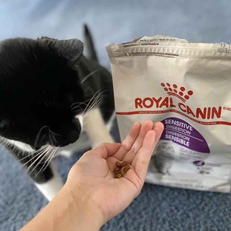 Sensitive Digestion Dry Cat Food Royal Canin US