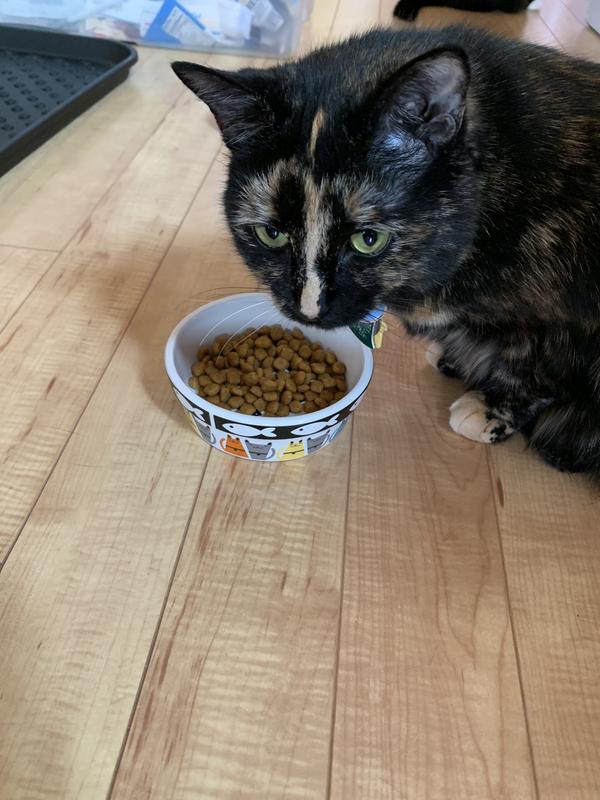 Cat with food