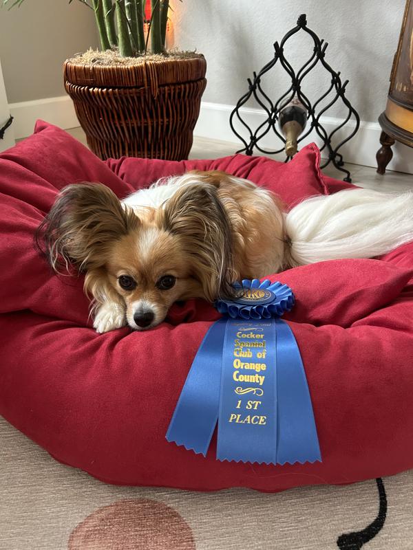Agility 1st place
