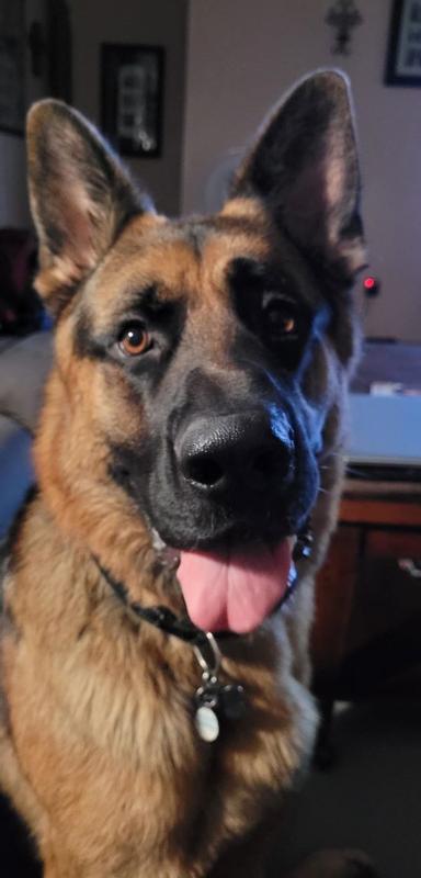 Royal Canin Maxi German Shepherd Adult Dog Food Dry Dog Food Pet Shop Your Navy Exchange Official Site