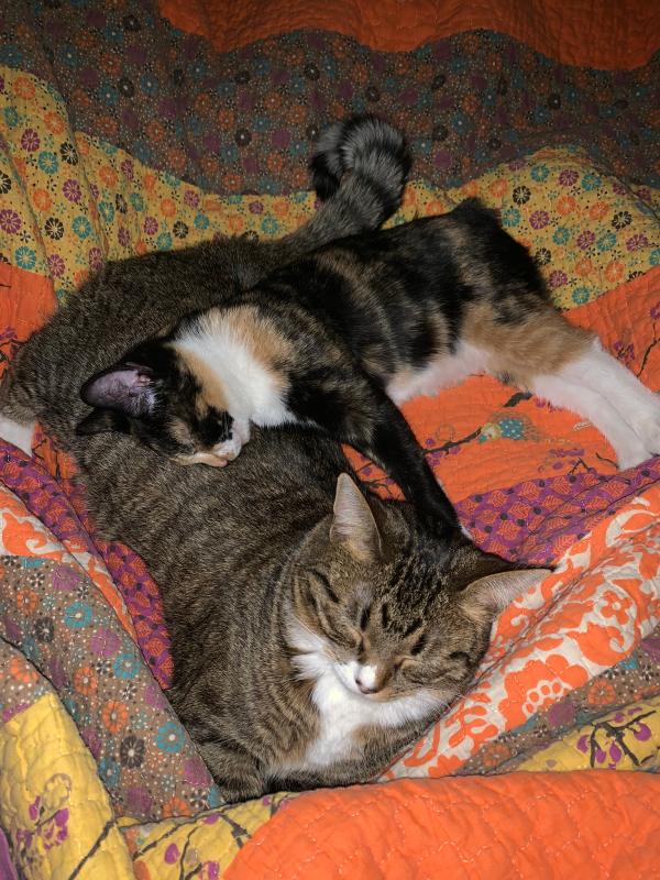 Napping after dinner !! Royal Canin Dinner