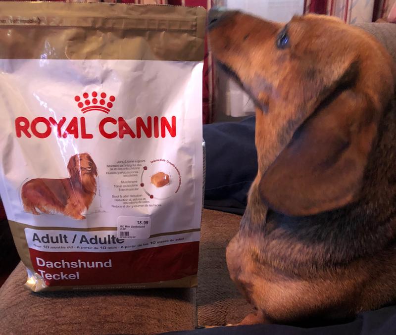Royal Canin Breed Health Nutrition Dachshund 8 Adult Dry Dog Food 3 lbs. Petco