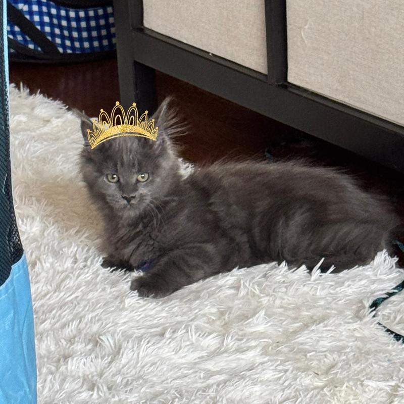 Princess all the way