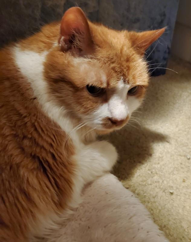 Cat feeling better