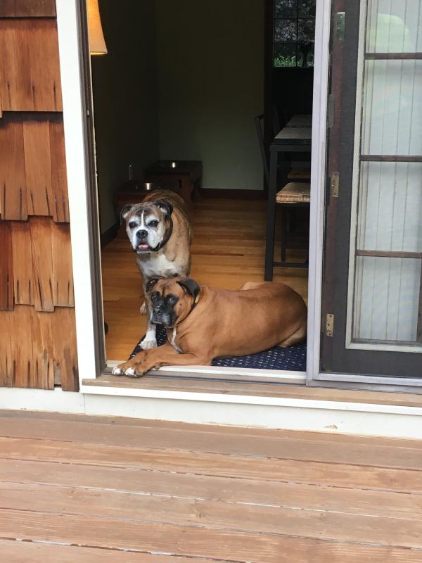 Hazzard (standing) and Dixie (laying)