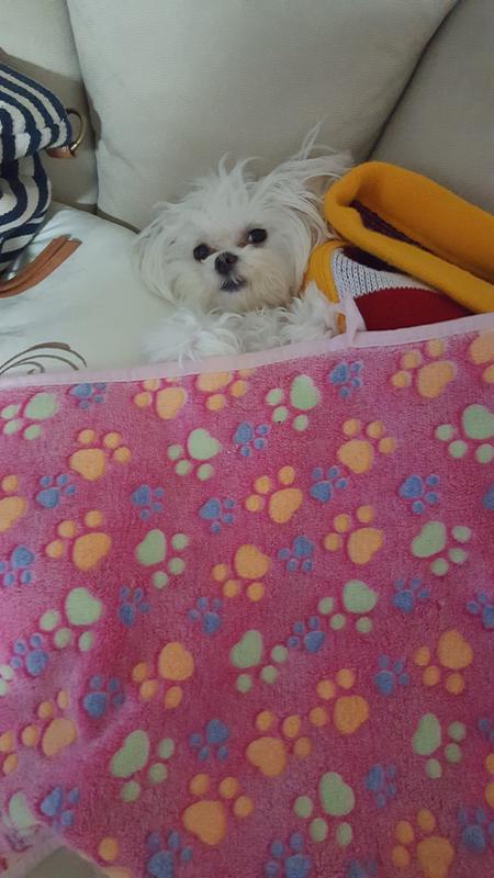 coco chanel dog blanket