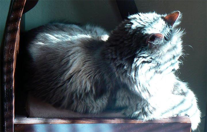 Old Boocat sitting in the sun in the morning