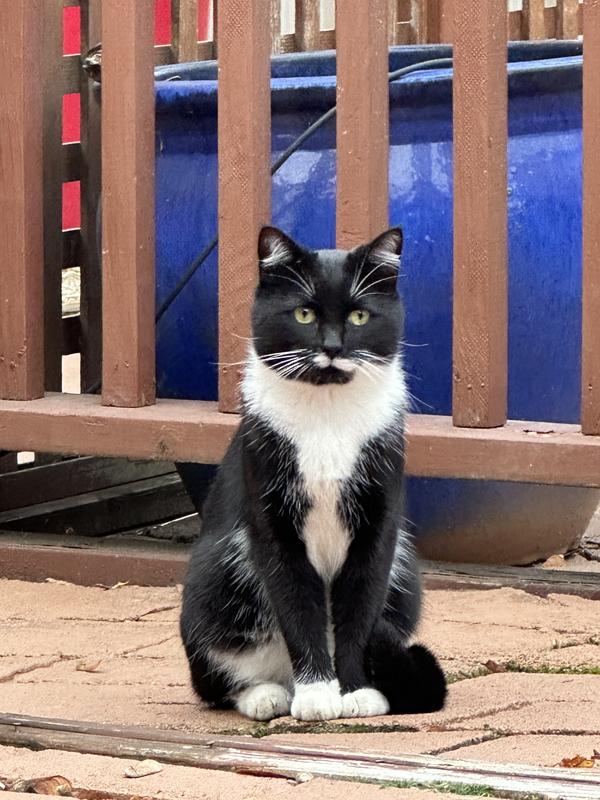 Oliver - TNR