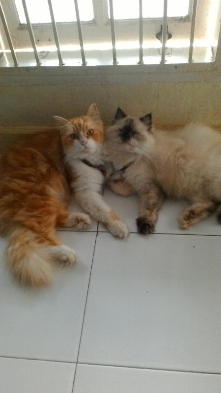 Zyco n Zyla fall in love