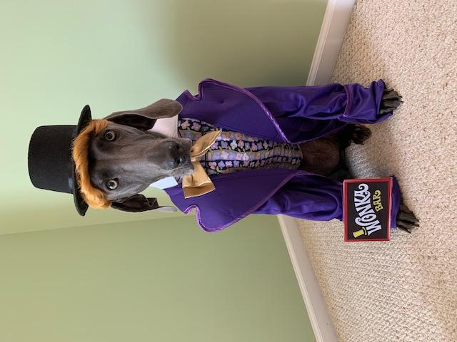Annabelle as Willie Wonka