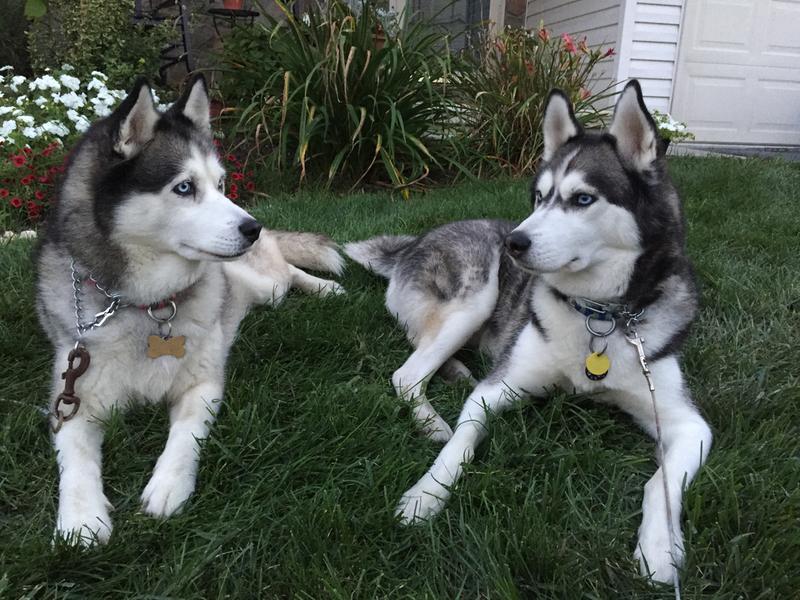 Diamond and Wizzy