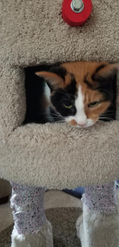 Mia in her cat tree