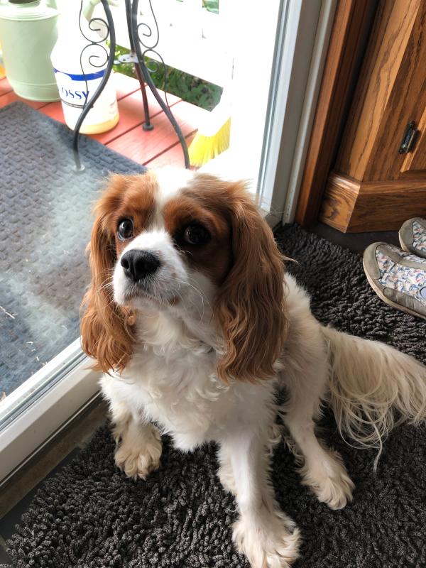 Royal canin cavalier king best sale charles spaniel