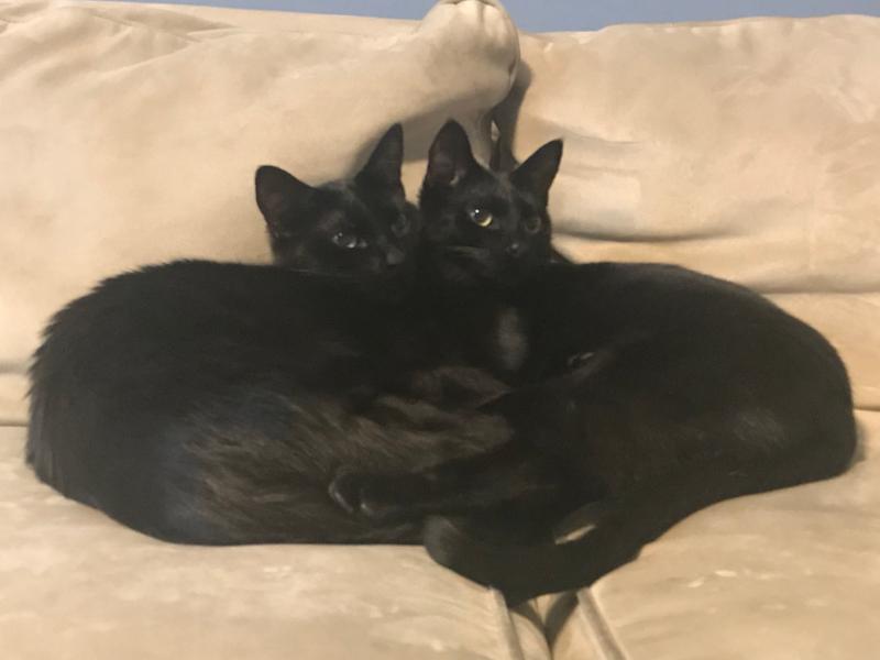 Hamilton and Burr (Siamese-mix black cats)