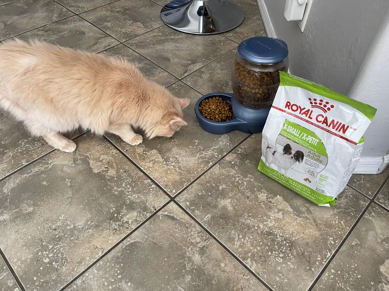 Even my cat loved it
