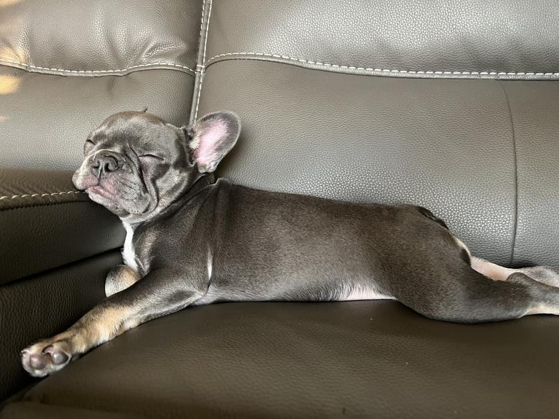 Royal canin french on sale bulldog puppy 30 lb