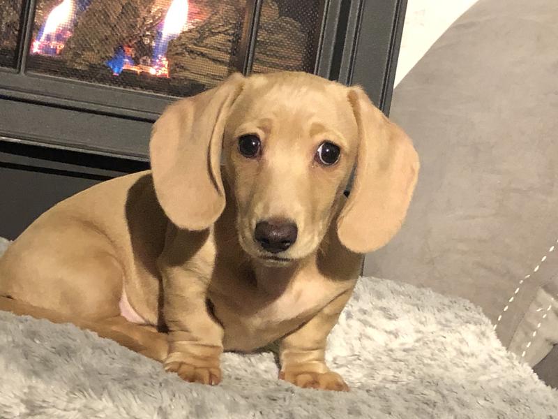  Royal Canin Dachshund Puppy Breed Specific Dry Dog