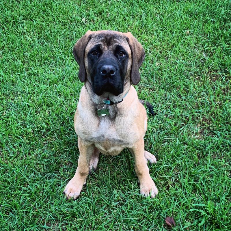 Best large breed puppy hotsell food for english mastiff