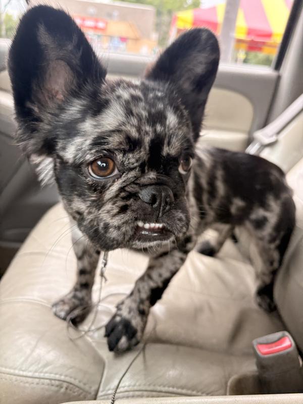 Royal Canin Breed Health Nutrition French Bulldog Puppy Dry Dog