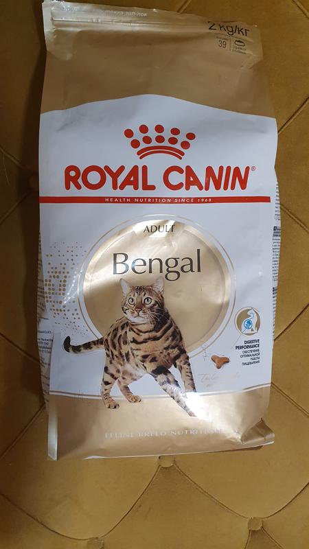 Bengal cat hot sale food recommended