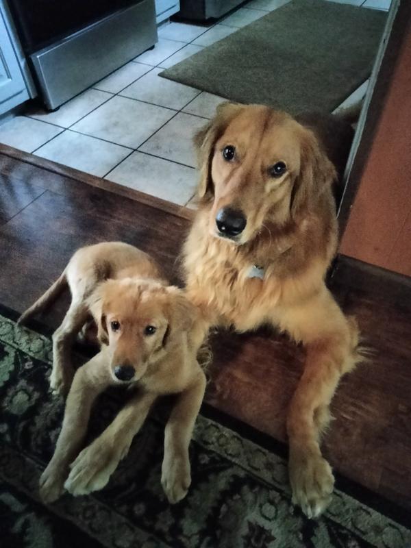 Royal canin clearance golden retriever petco