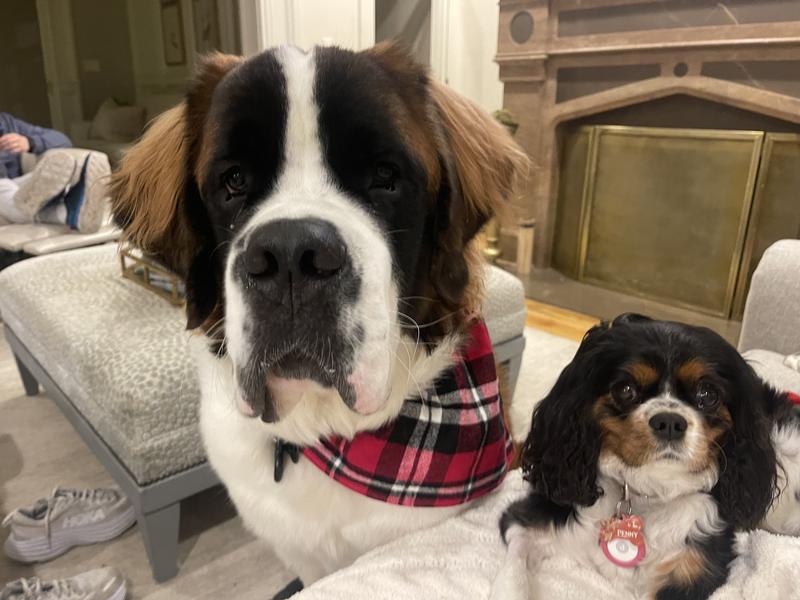 Royal canin hydrolyzed protein treats sales