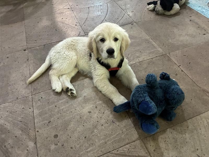 Toy Play