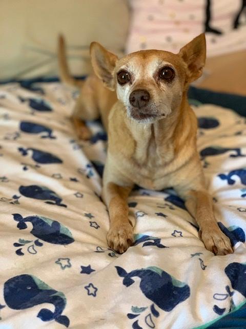 Mommy’s handsome fella - Cocoa