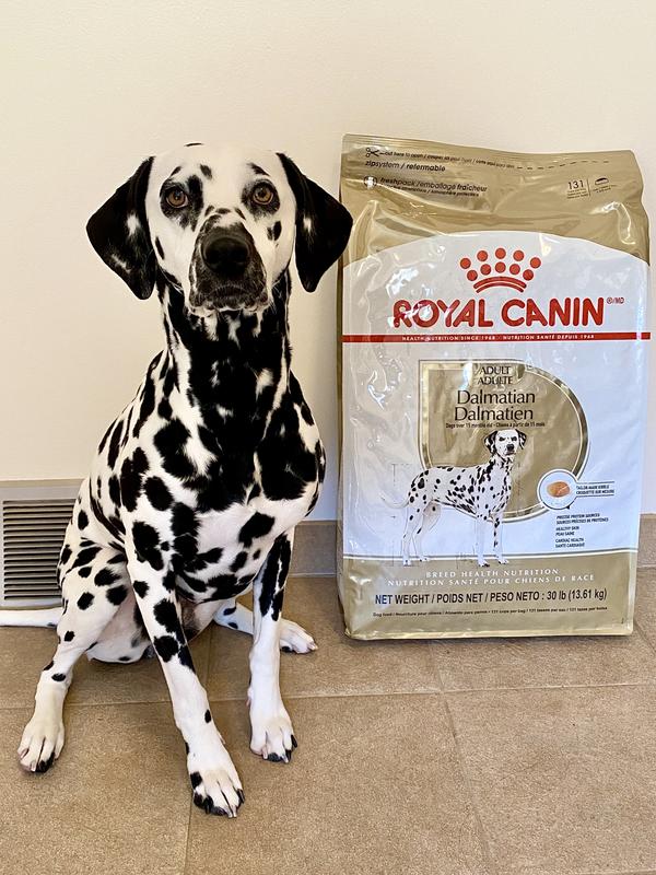 Dalmatian Adult Dry Dog Food Royal Canin US