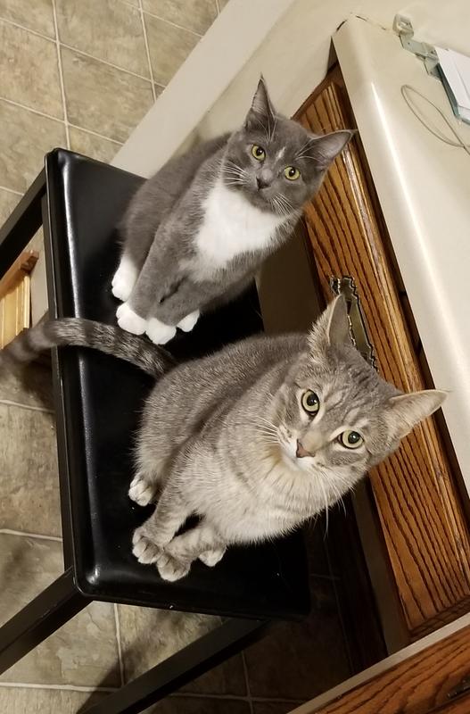 3yr old Slinky & 8mo old Waffle