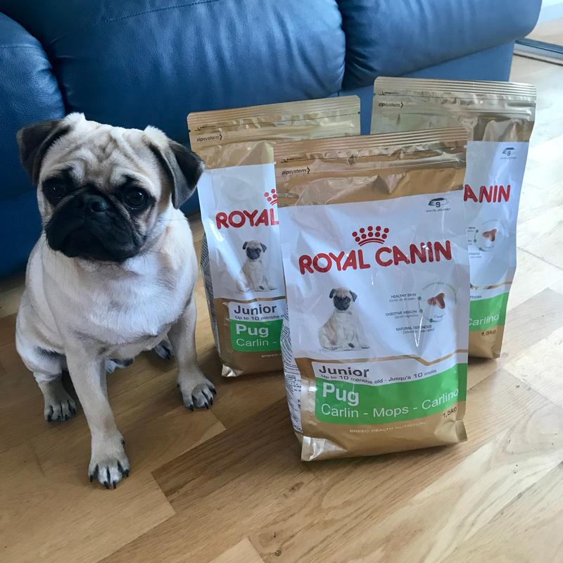 Pugs shop favourite food