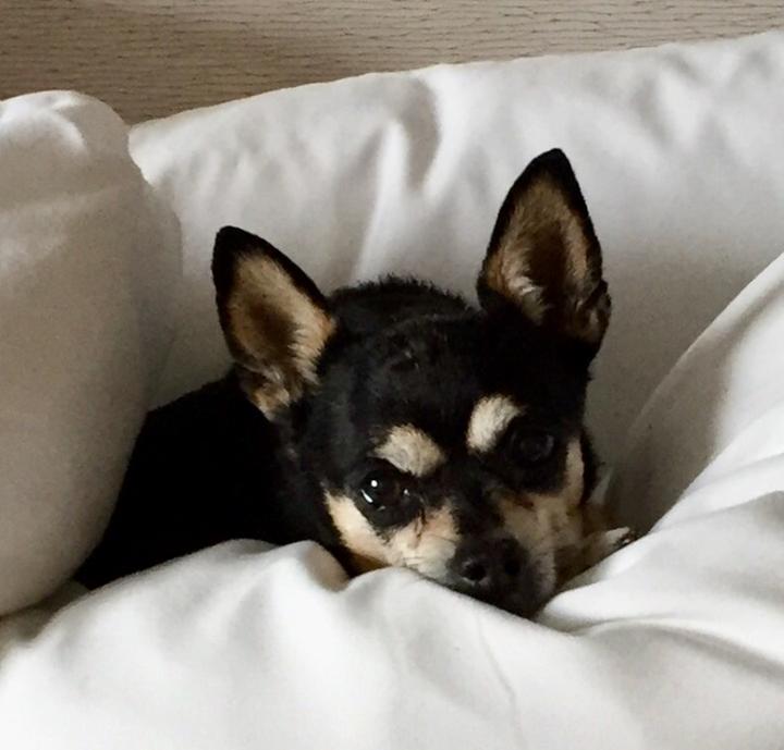 “Our Chihuahua princess, 14 years old“