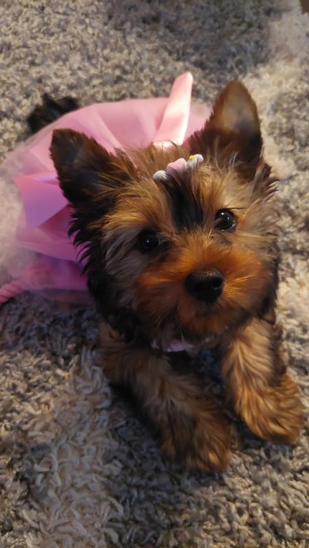 Royal canin puppy mini best sale yorkshire terrier