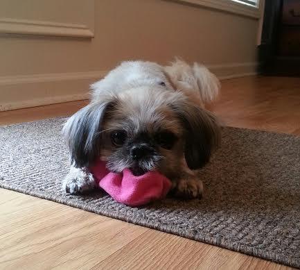 Hallie (Shih-tzu)