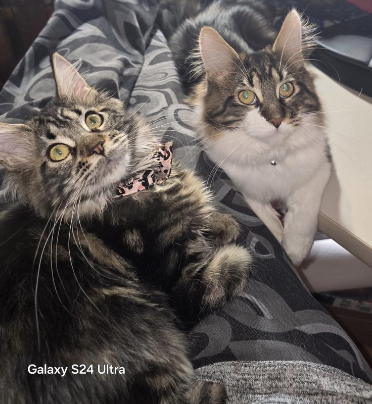 My Babies love Royal Canin