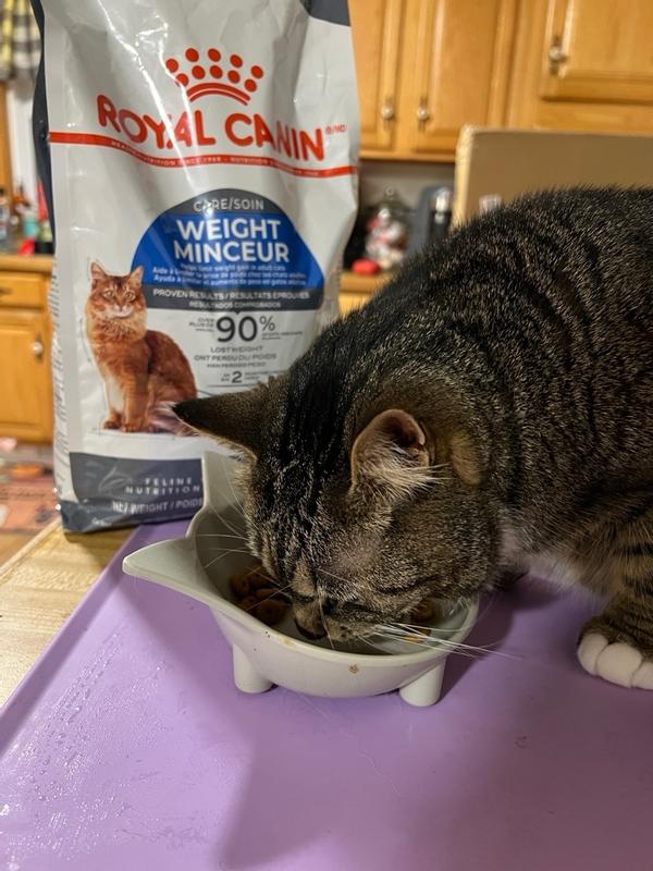 Weight loss outlet cat food reviews